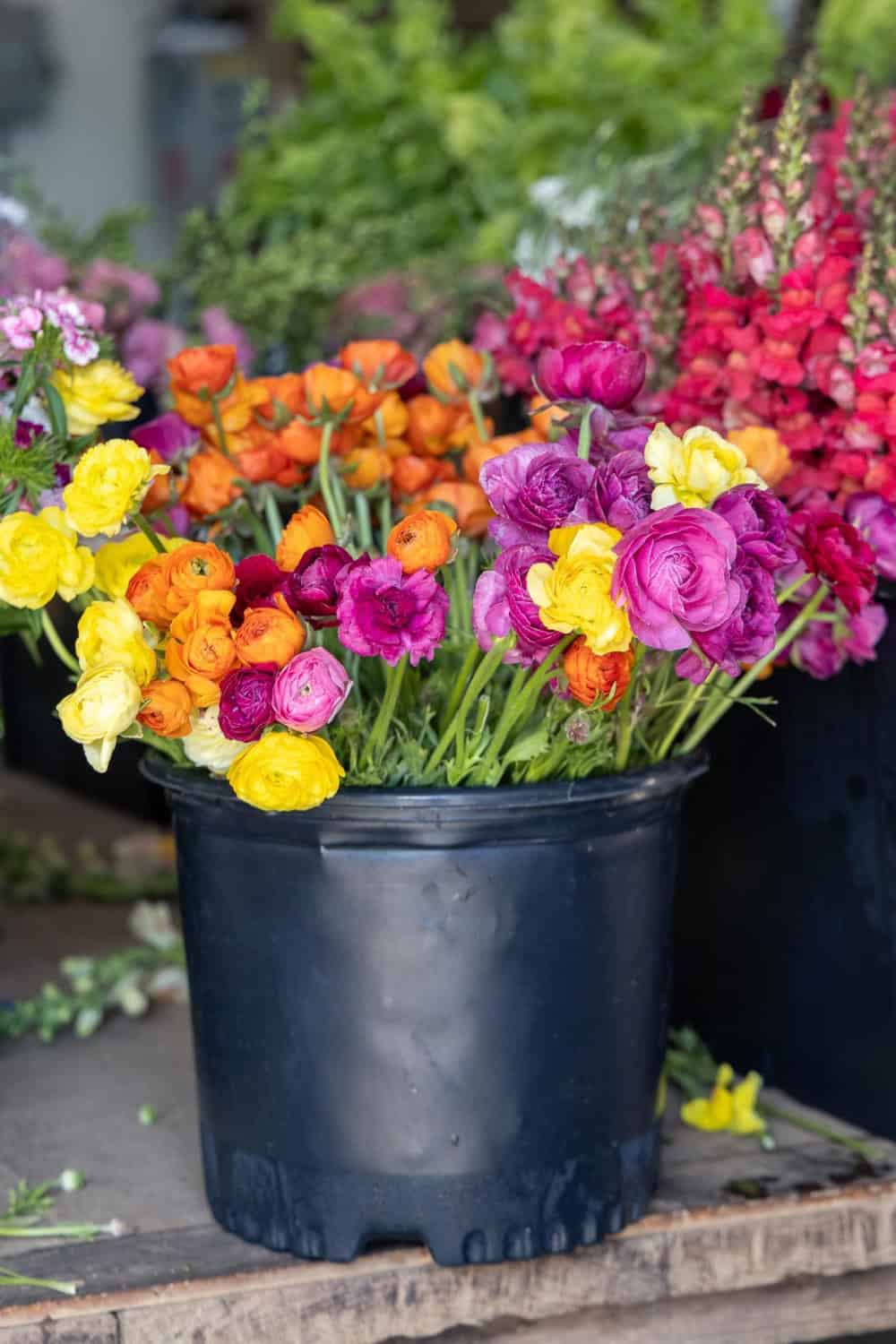 bucket of flowers at Full Belly Farms