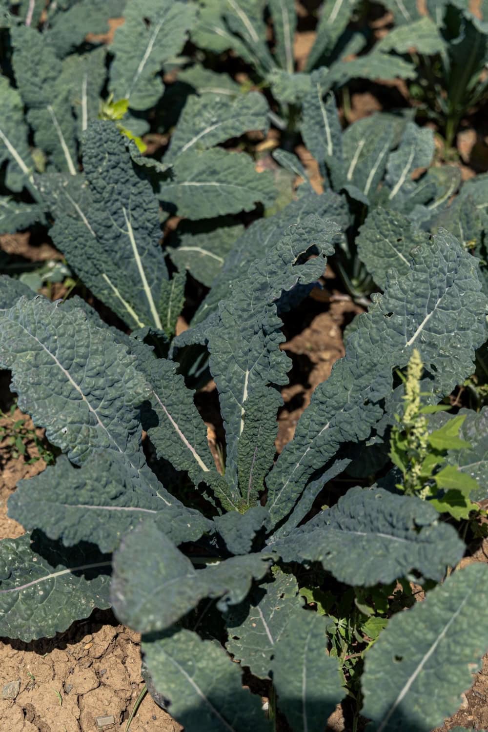 kale growing at Full Belly Farms