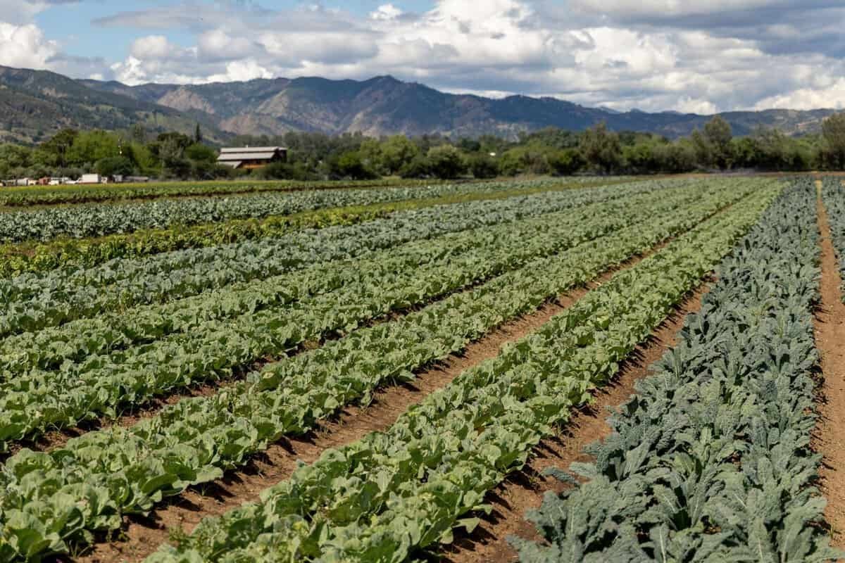 leafy greens growing at Fully Belly Farms