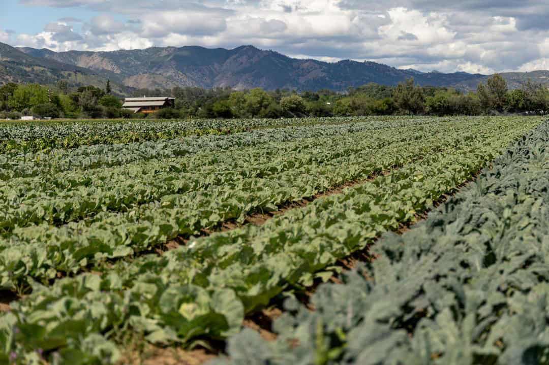 Leafy greens growing at Full Belly Farm in Yolo County