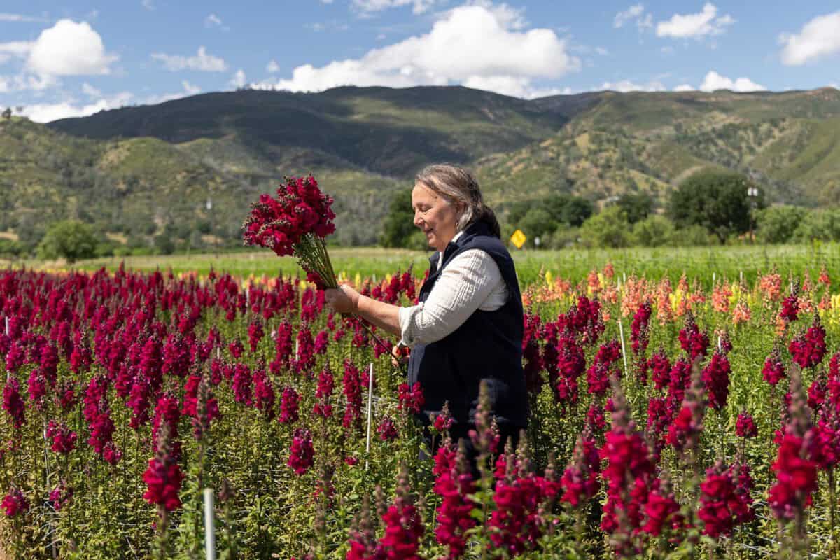 snapdragons growing at Full Belly Farms