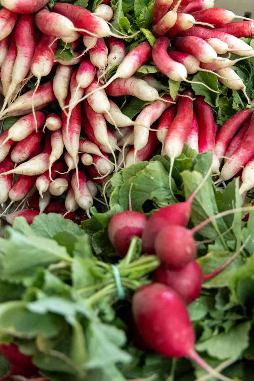 radishes from Full Belly Farms
