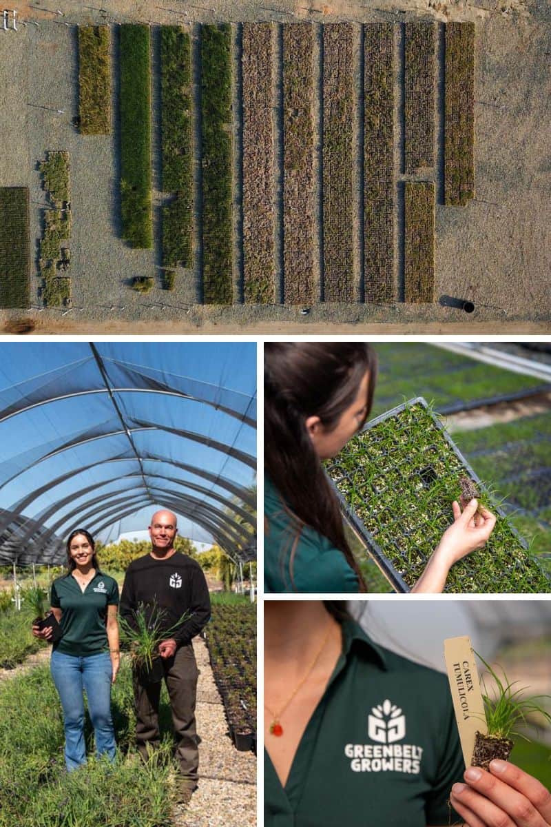 Greenbelt Growers Nurseries: Redefining California Landscaping