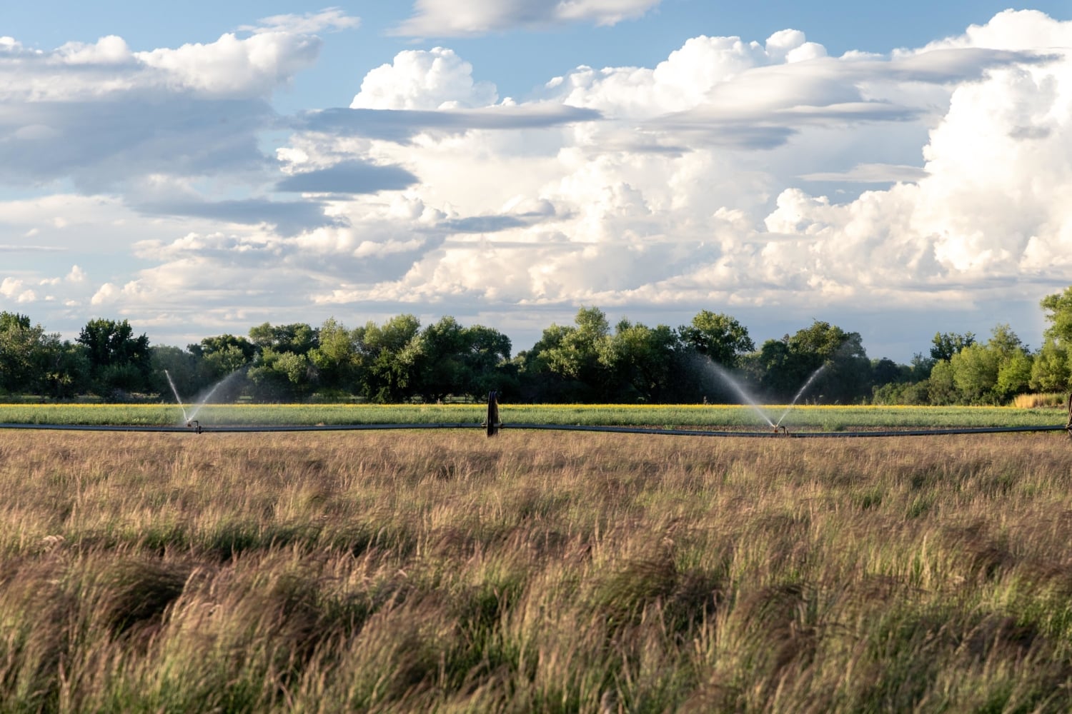 native grasses and sprinklers at Hedgerow Farms