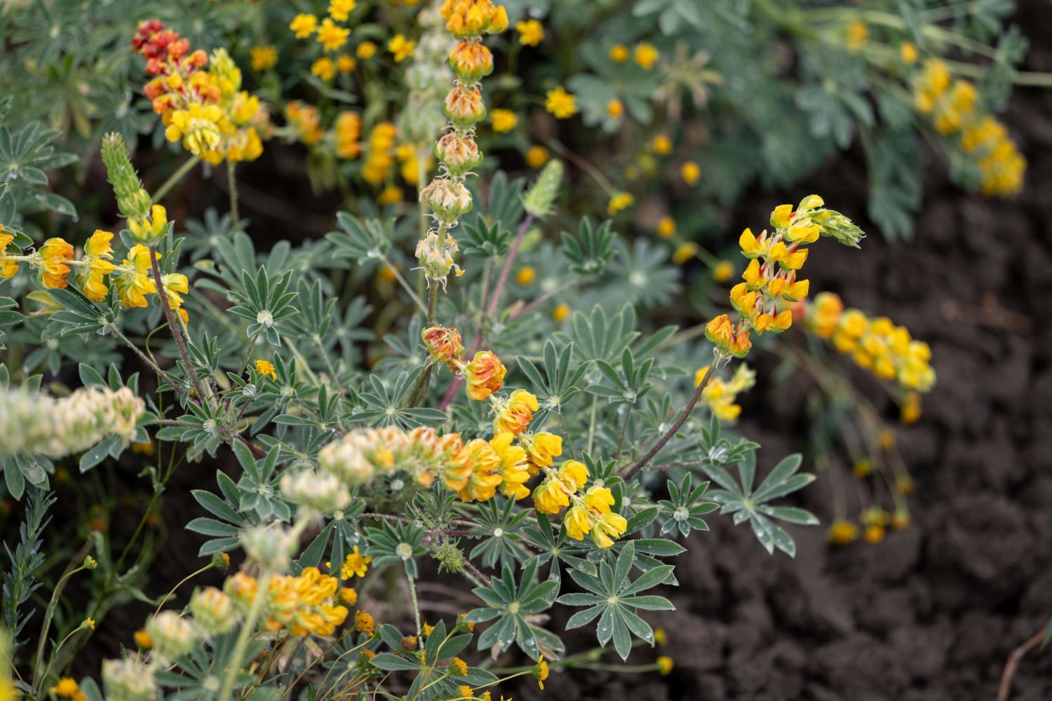 yellow lupine growing for seed at hedgerow farms