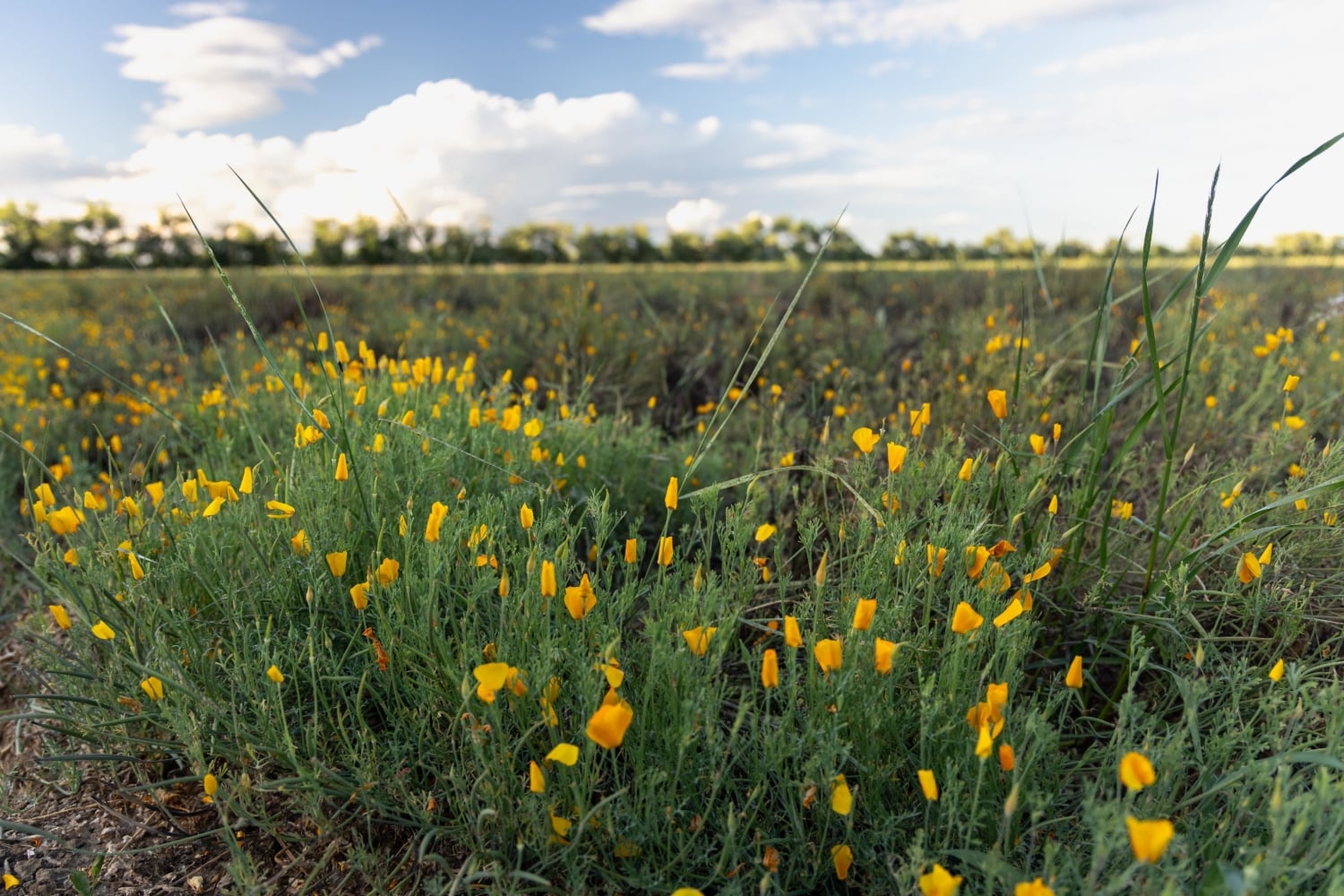 California poppies growing at Hedgerow Farms