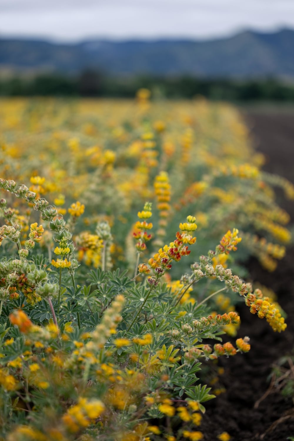 yellow lupine growing at Hedgerow Farms