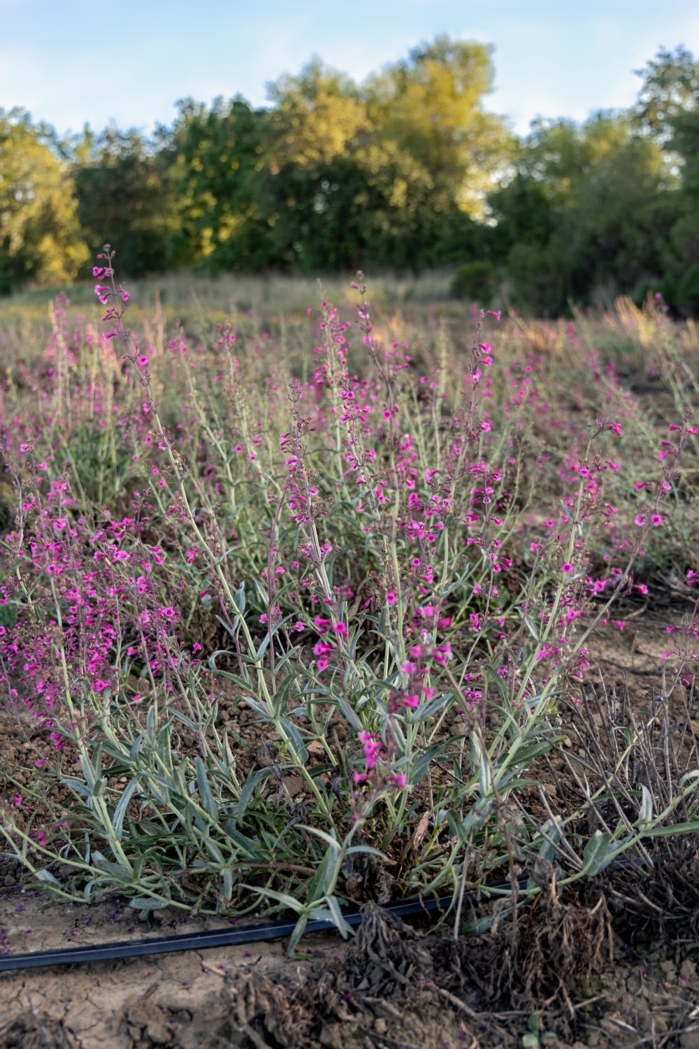 purple flowers growing at Hedgerow Farms