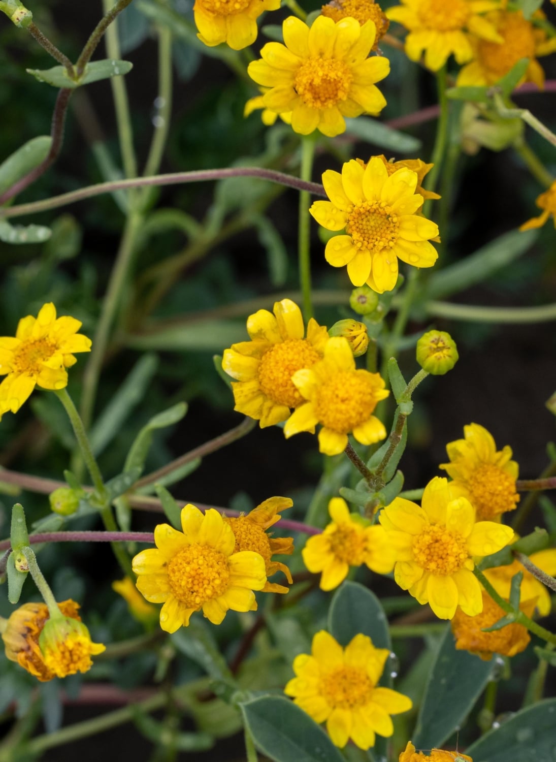 tiny yellow flowers growing at Hedgerow Farms