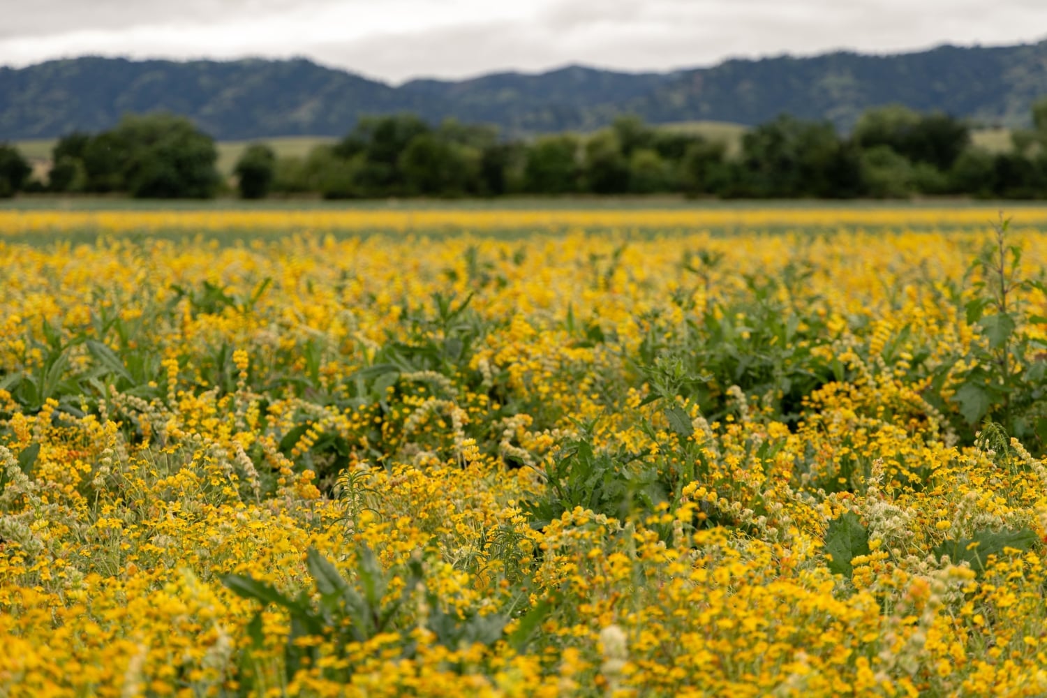 yellow lupine at Hedgerow Farms