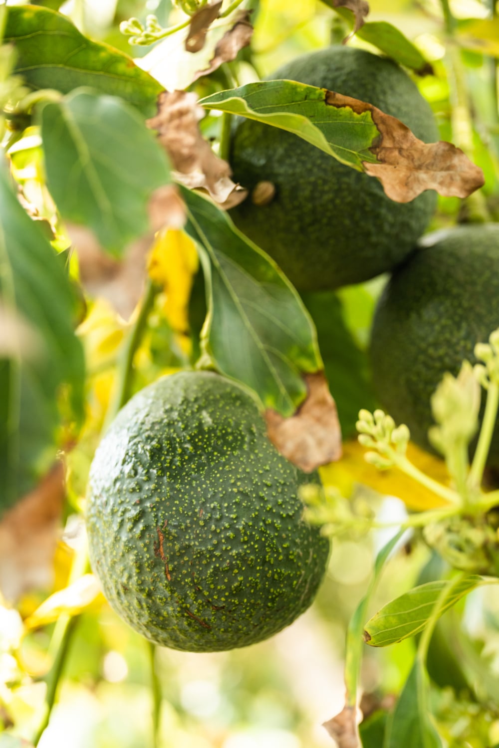 avocados on the tree