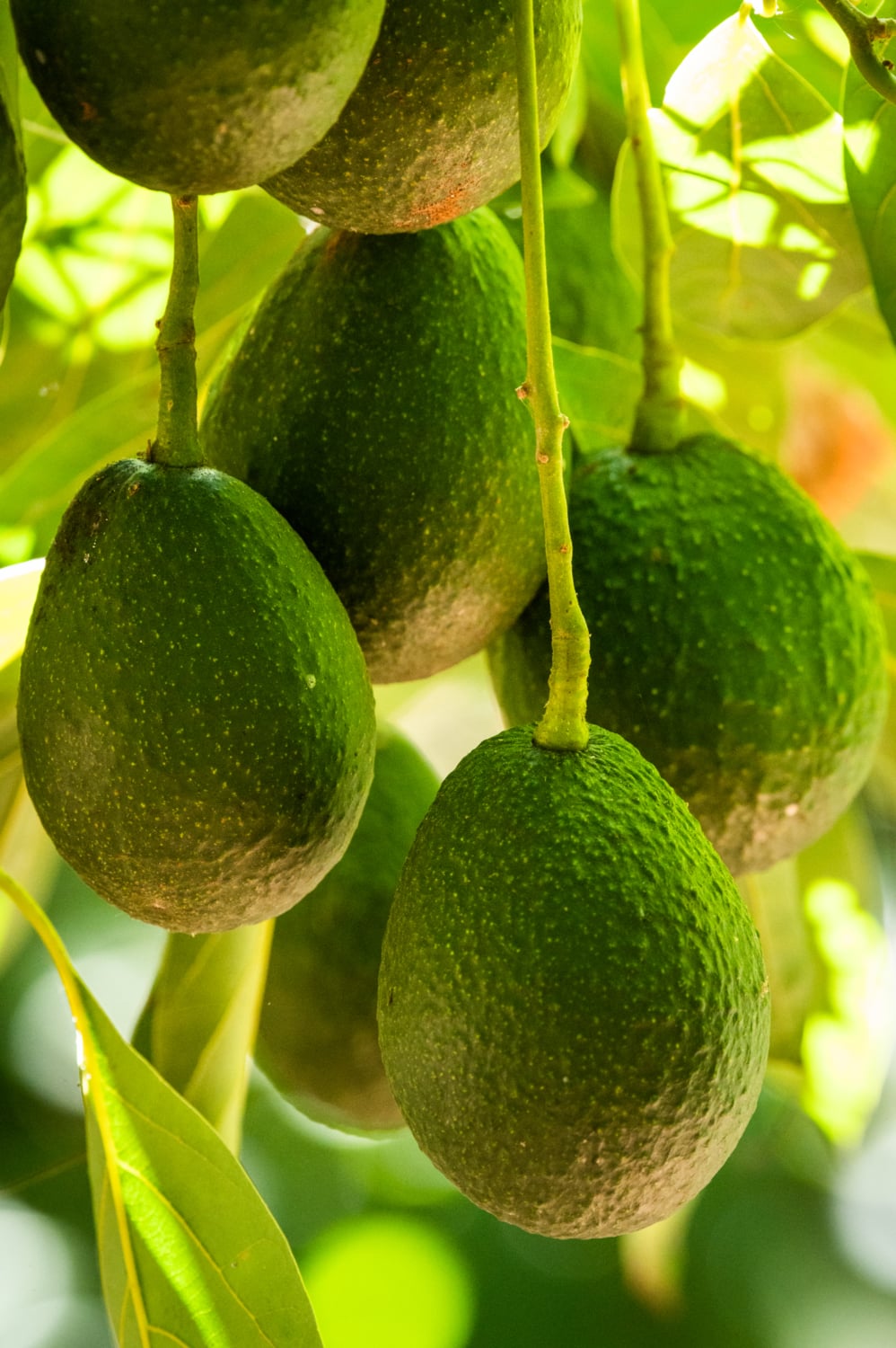 Avocados at Stepladder Creamery
