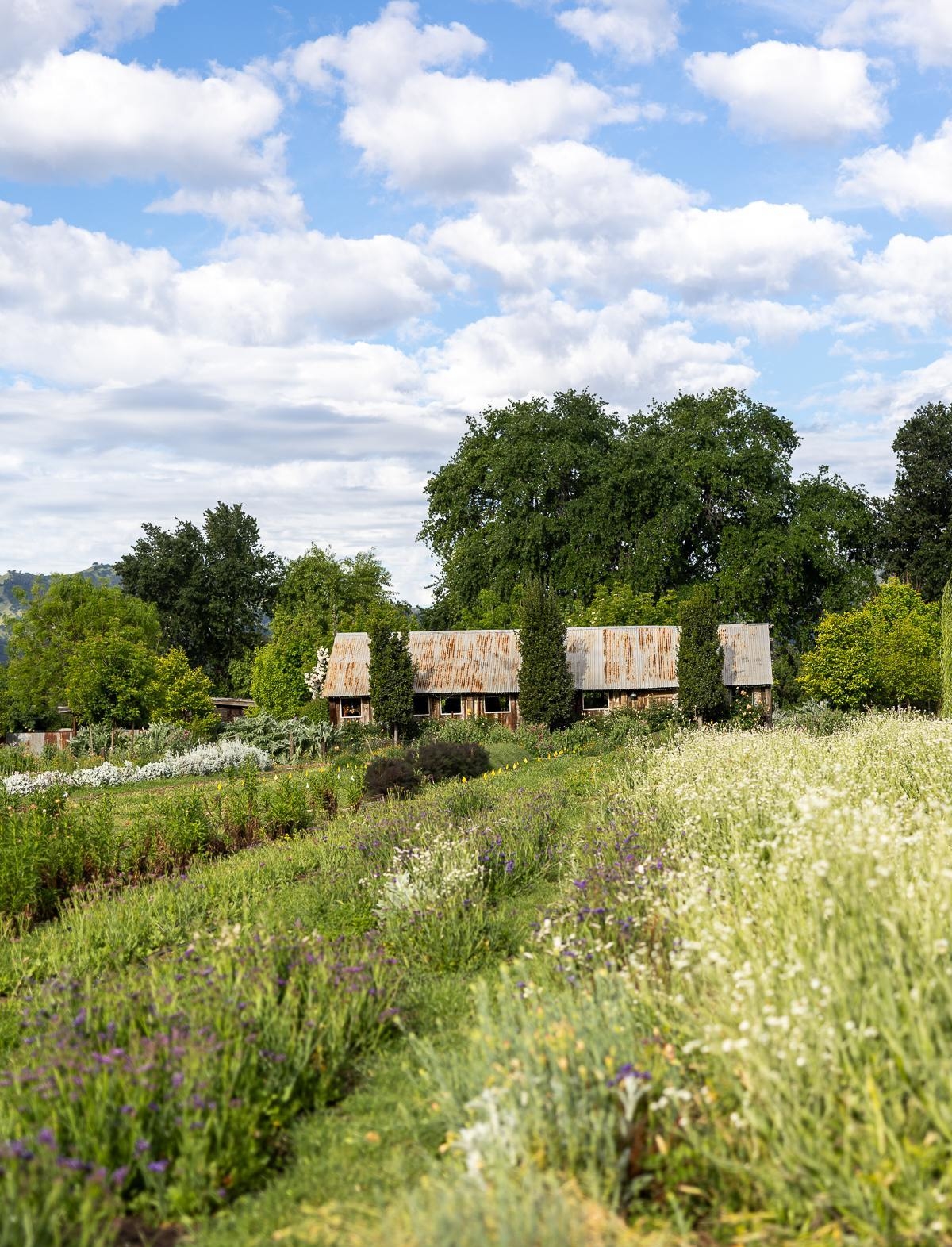 Park Winters: California’s Dreamiest U-Pick Flower Farm
