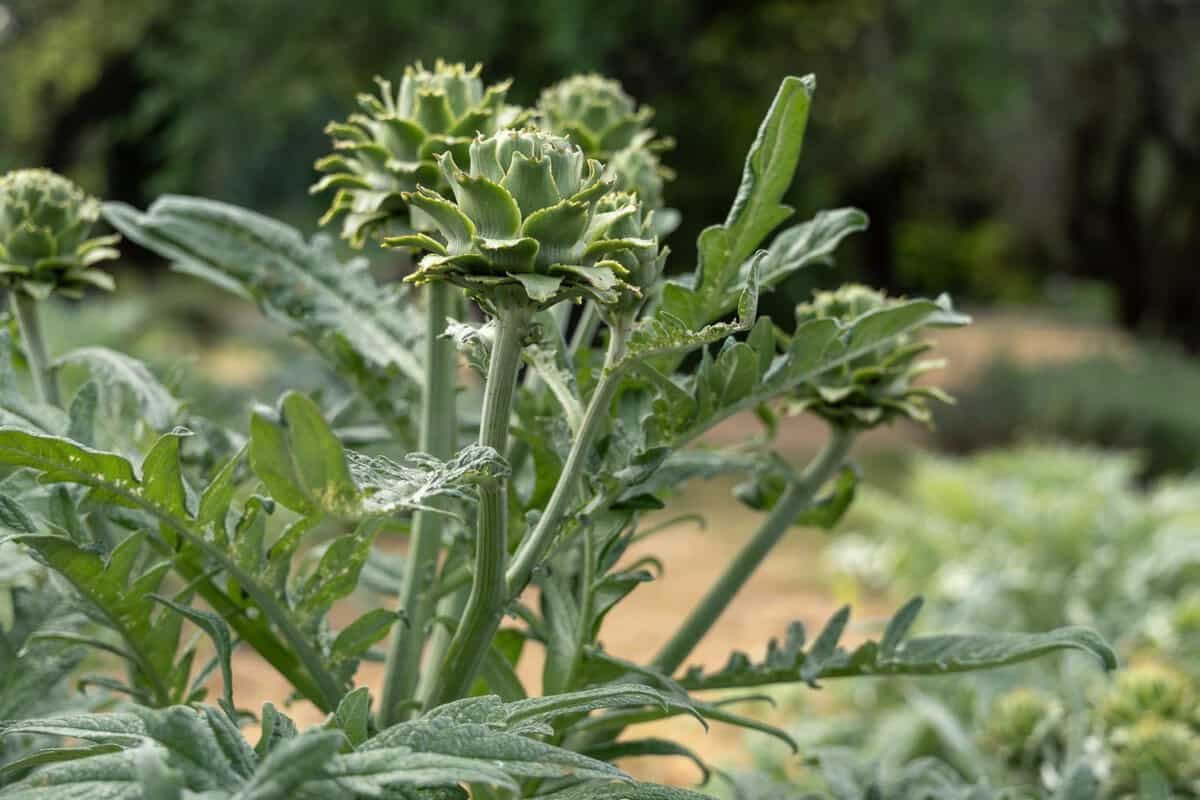 artichoke flowers growing at Park Winters