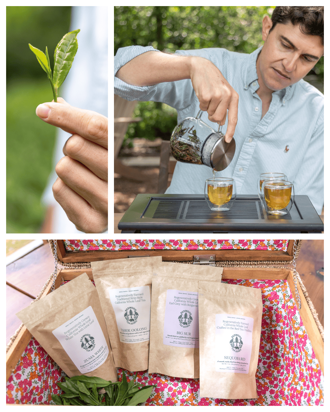 Spilling the Tea on Redwood Tea Estate