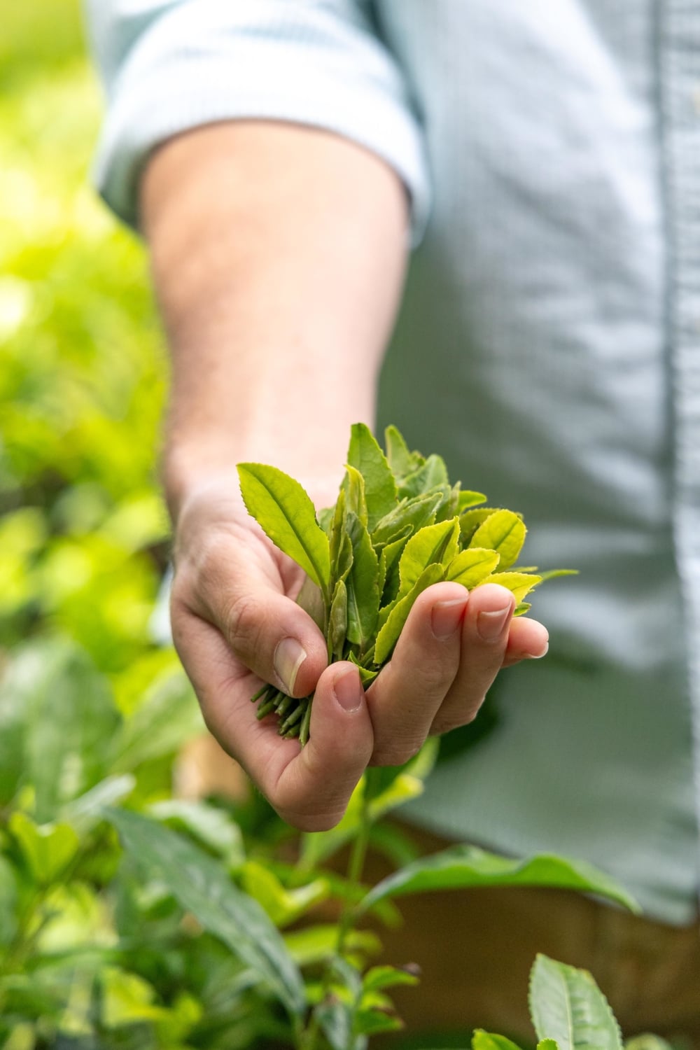 Patrick holding the delicate tea leaves in his hand