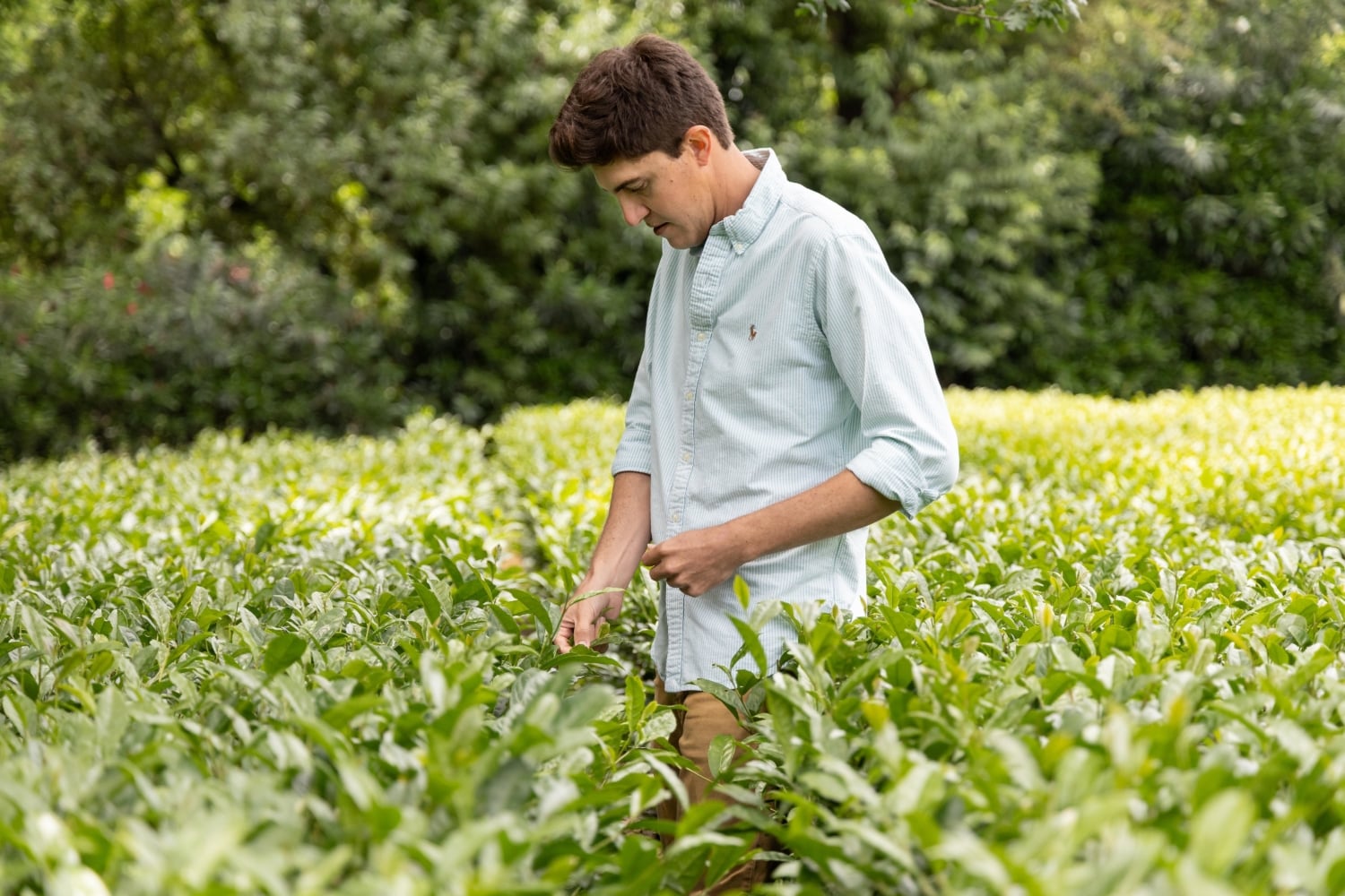 Patrick Sunbury inspecting the tea leaves at Redwood Tea Estate