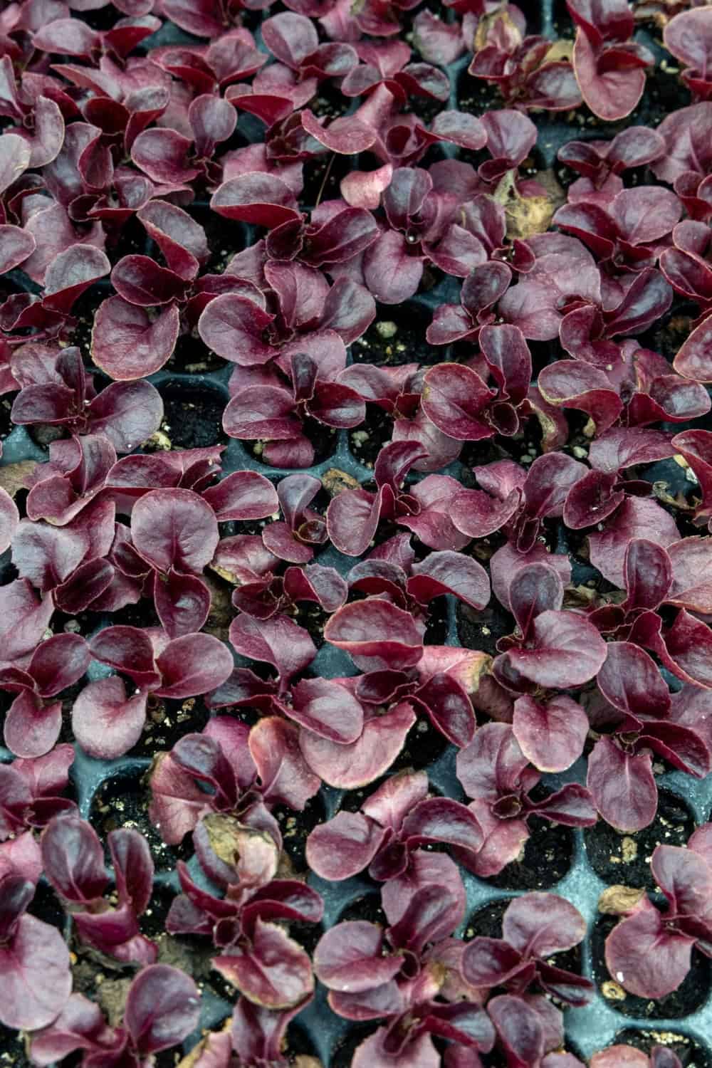 sprouts at Riverdog Farm