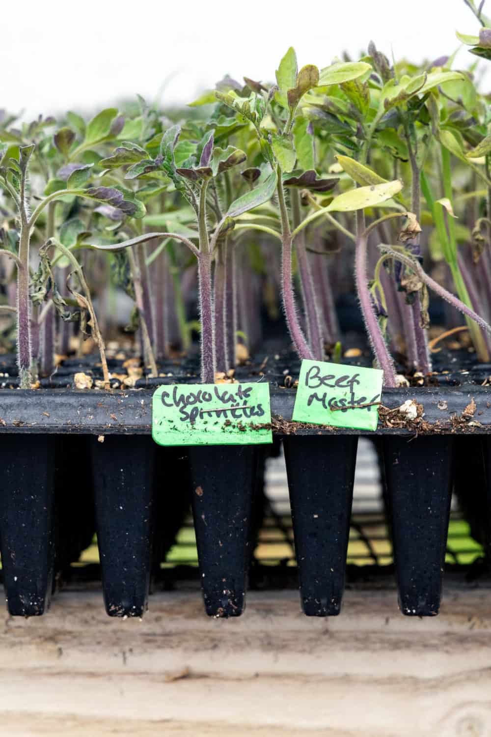 baby tomatoes at Riverdog Farm