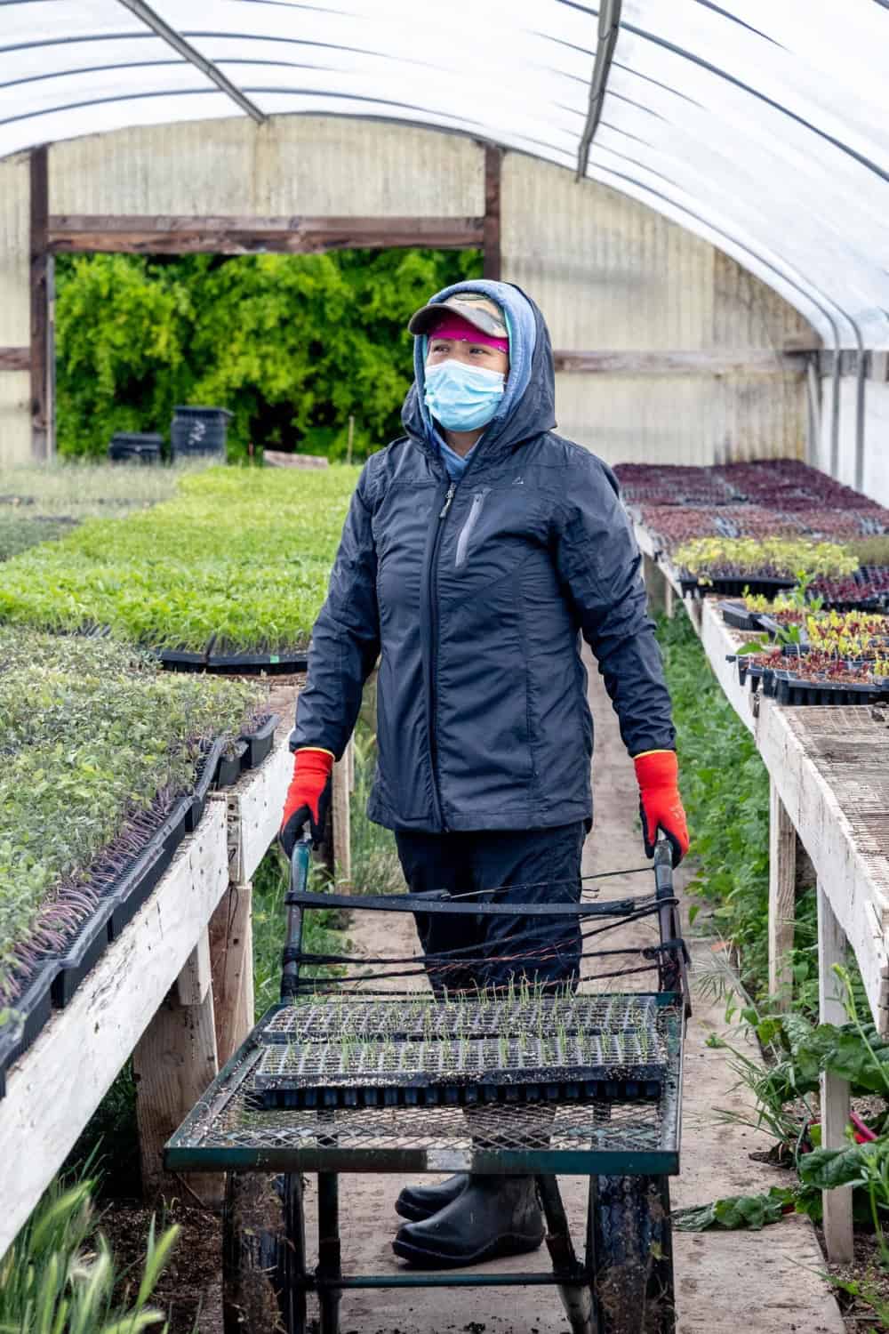 employees working in the greenhouse at Riverdog Farm