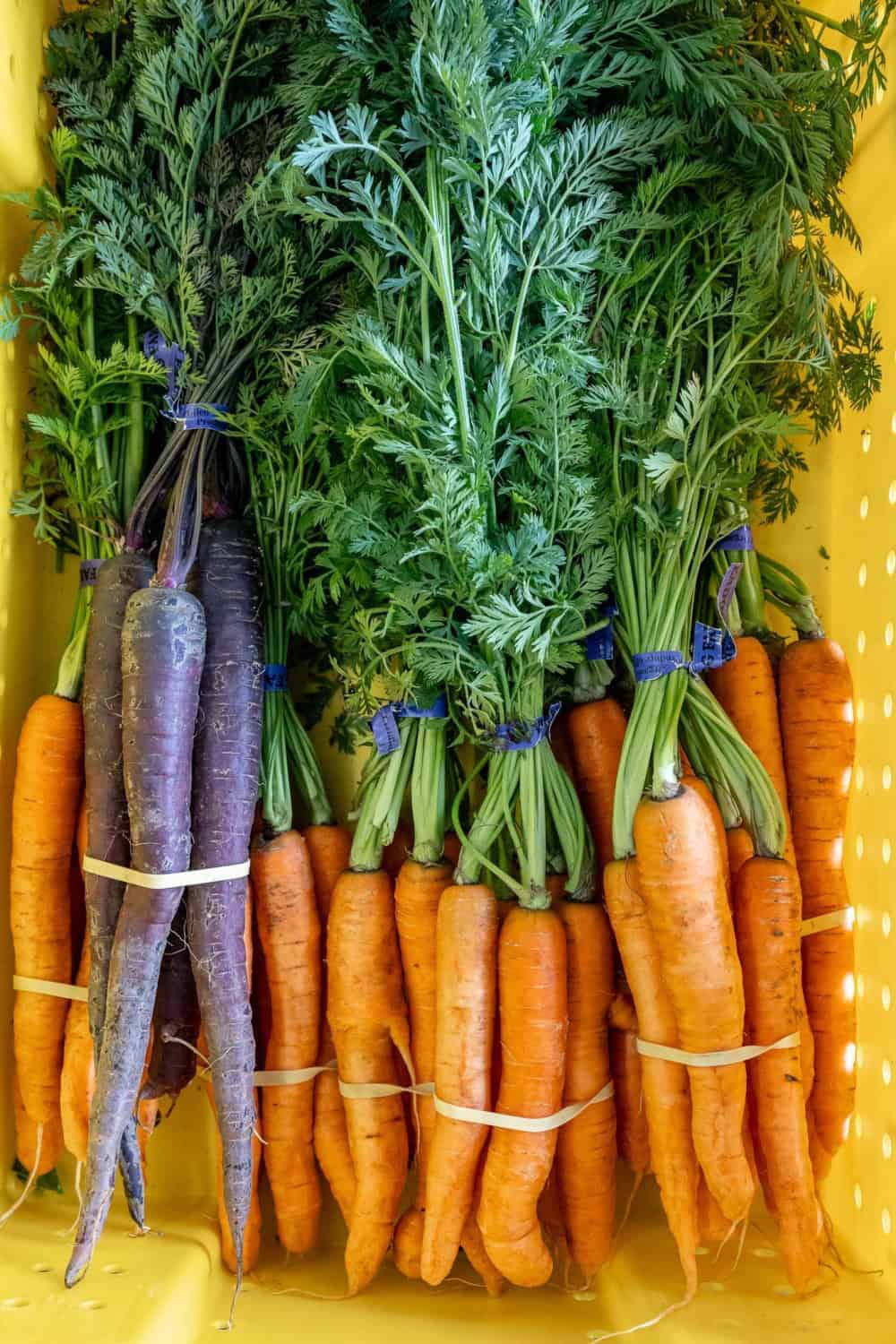 crate of purple and orange carrots at Riverdog Farm