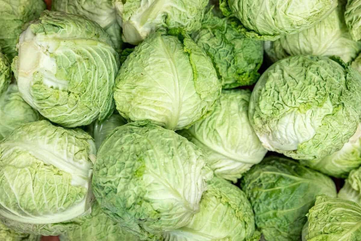 cabbage in a bin at Riverdog Farms