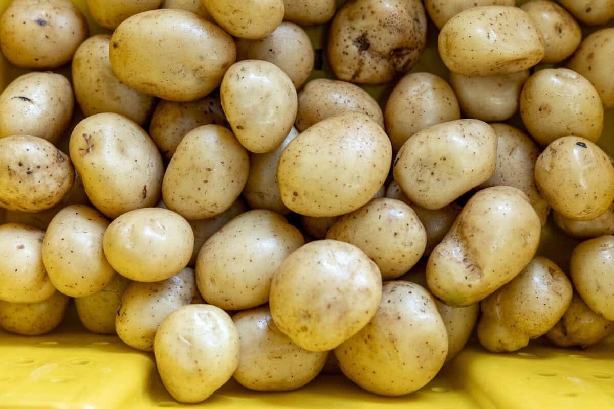 potatoes in a bin at Riverdog Farm