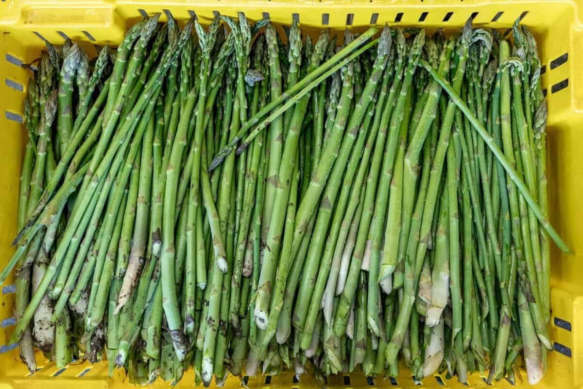 asparagus at Riverdog Farm