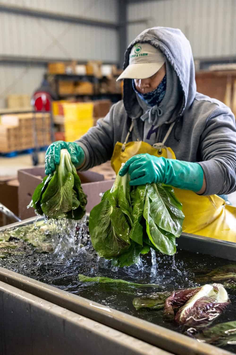 workers washing leafy greens at Riverdog Farm