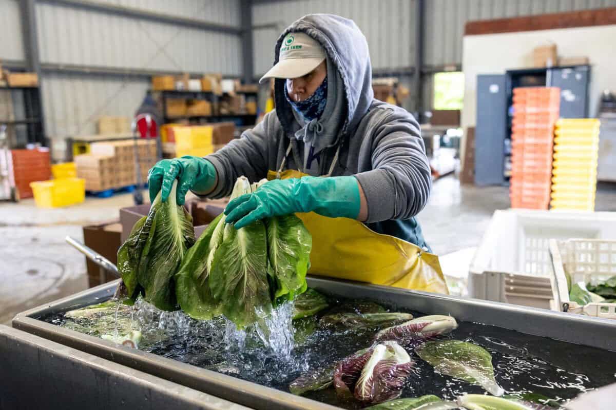 employee washing lettuce at Riverdog Farm