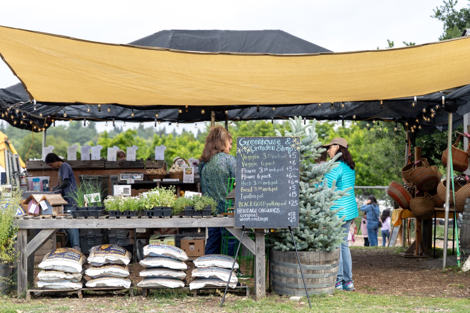 Shopping for plants at the greenhouse at Soil Born Farms