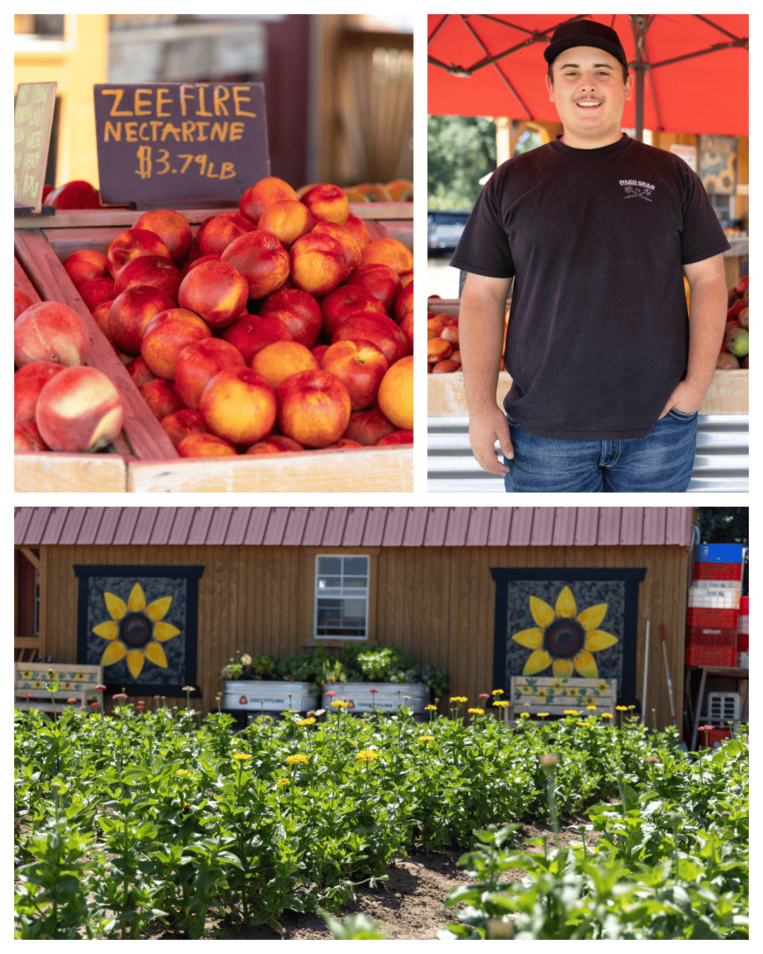 Sunflower Farm Stand: California Grown Produce & U-Pick Flowers