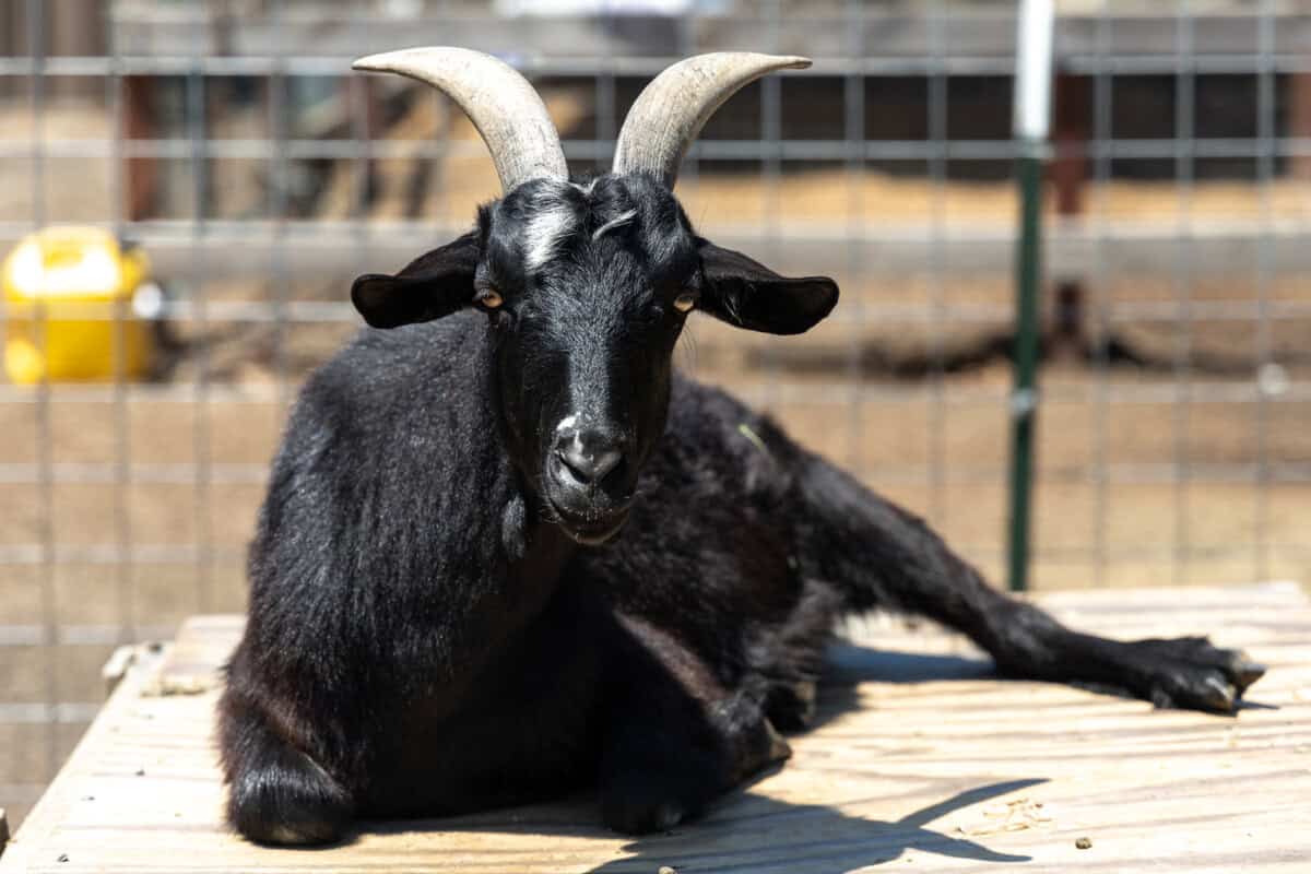 goat at Sunflower Farm Stand