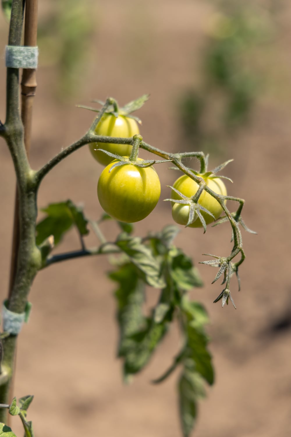 tomatoes on the vine at Sunflower Farm Stand