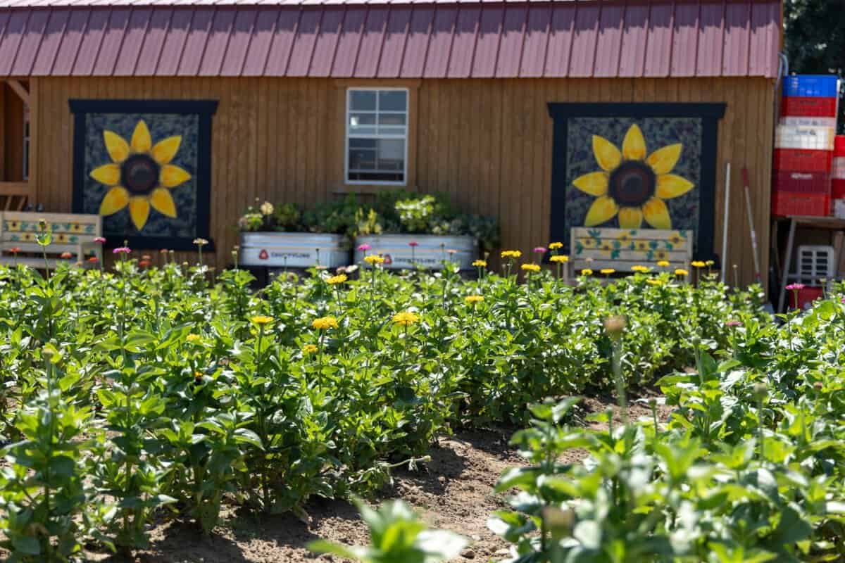 sunflower farm stand