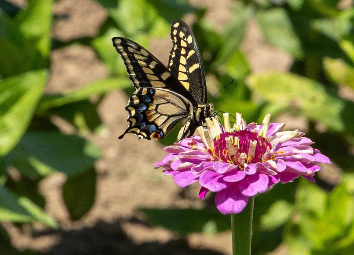 zinnia with a butterfly on it