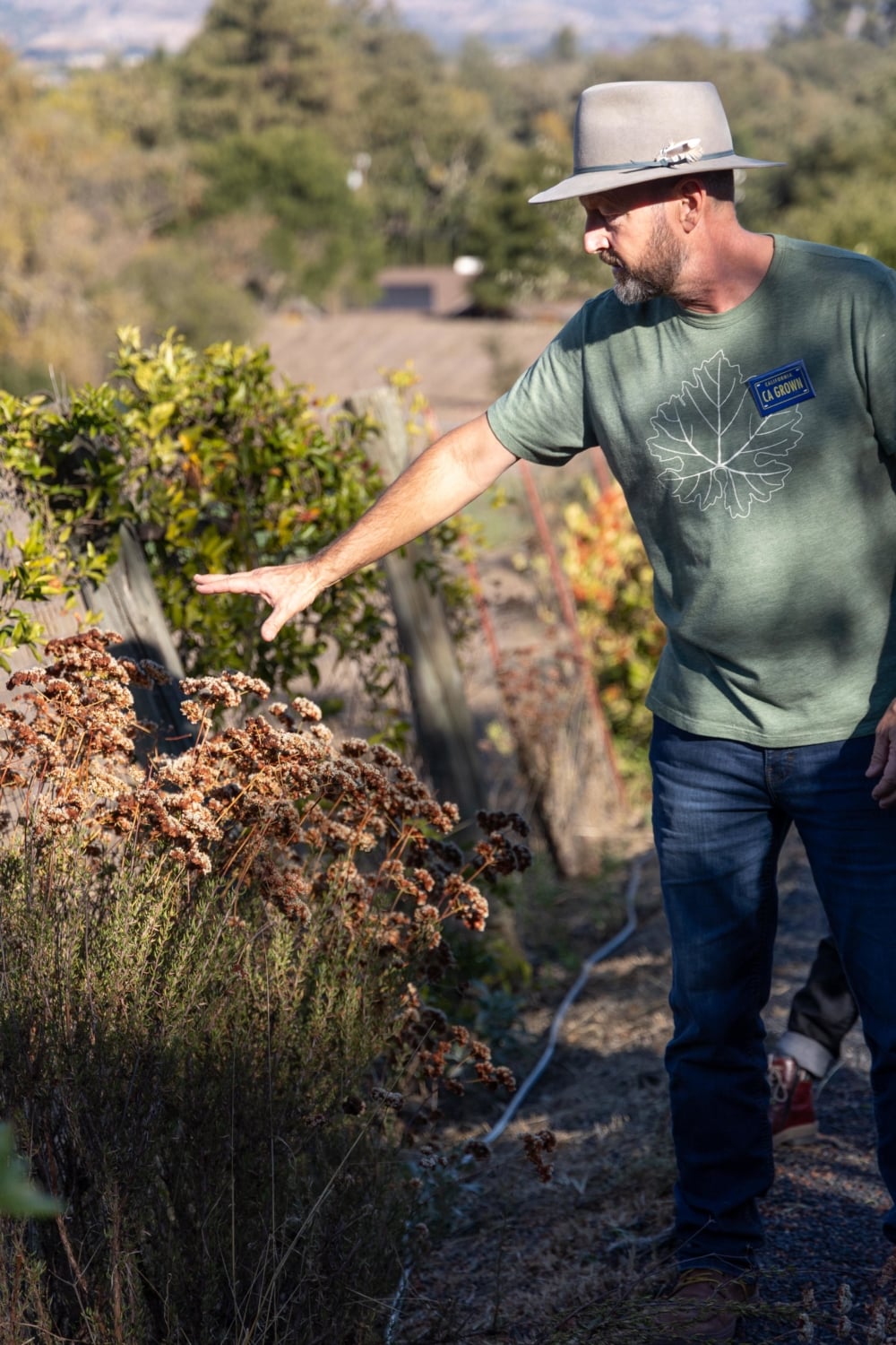 pollinator hedgerows at Matthiasson Wines