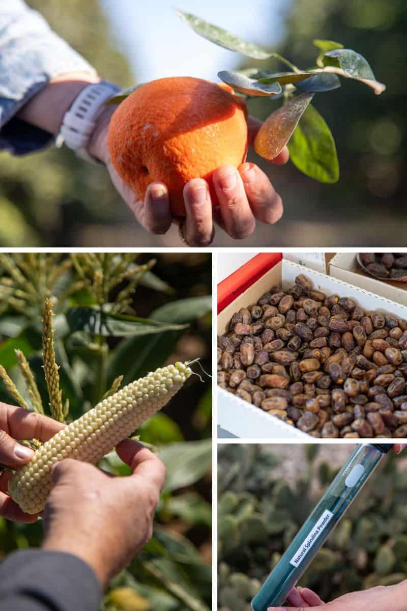 What Grows in Imperial County: California’s Winter Salad Bowl