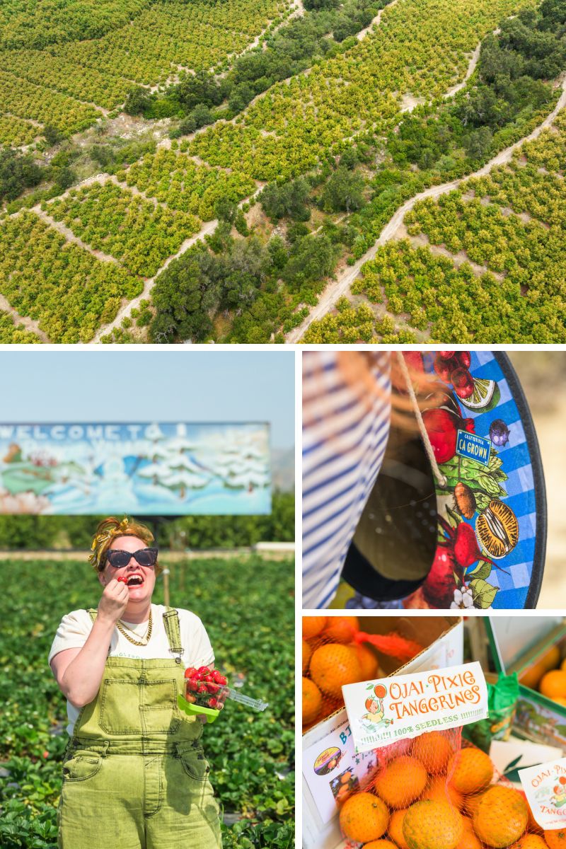 A Guide to What Grows in Ventura County