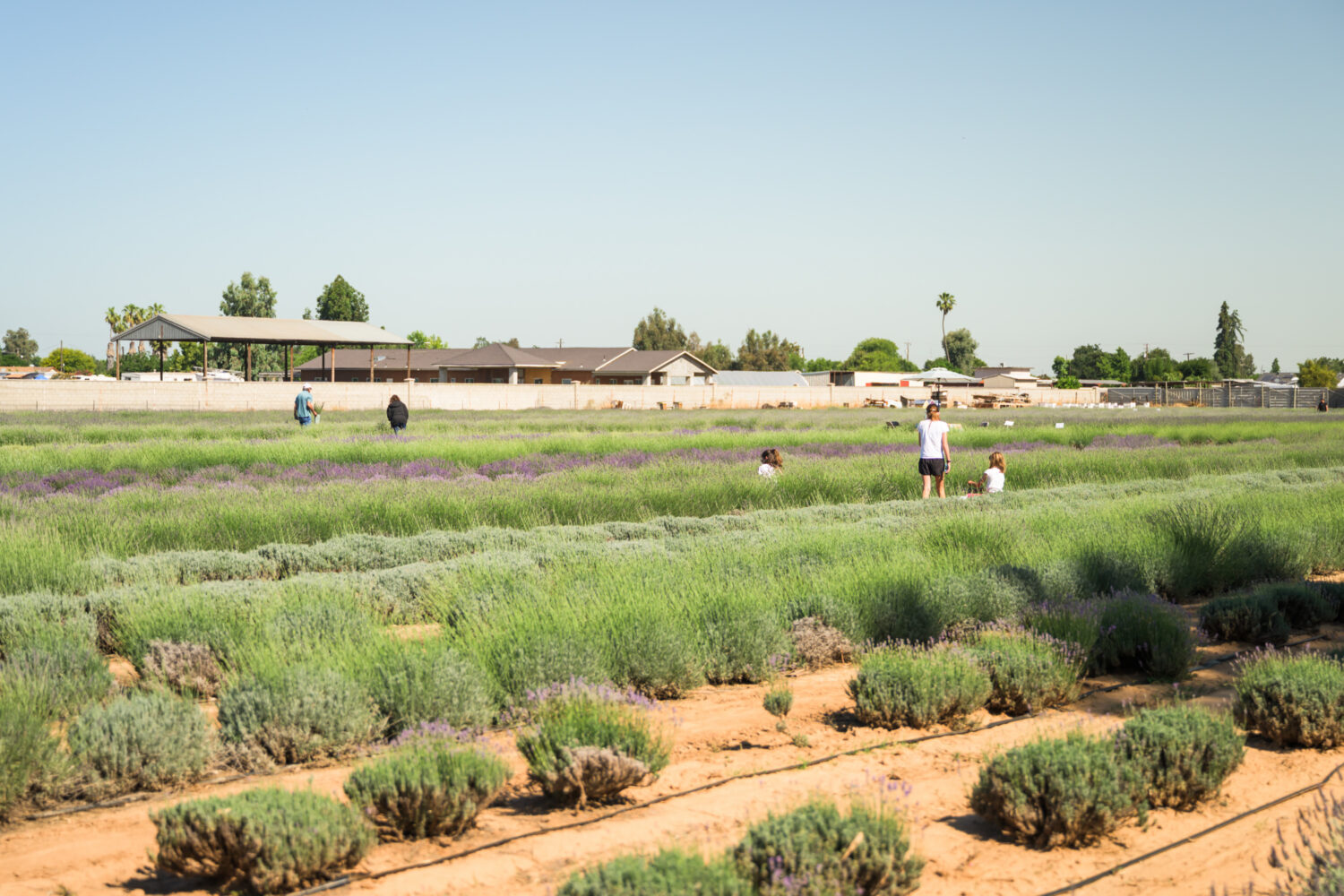 people walking through the field picking a bouquet at Lavender Fresh Farm