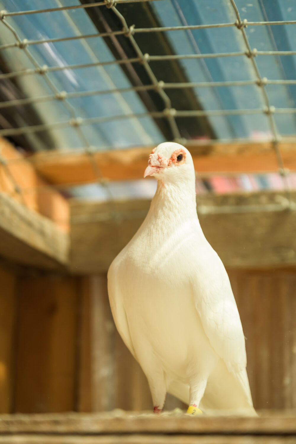 one of the doves at Sugarland, adjacent to Lavender Fresh Farm
