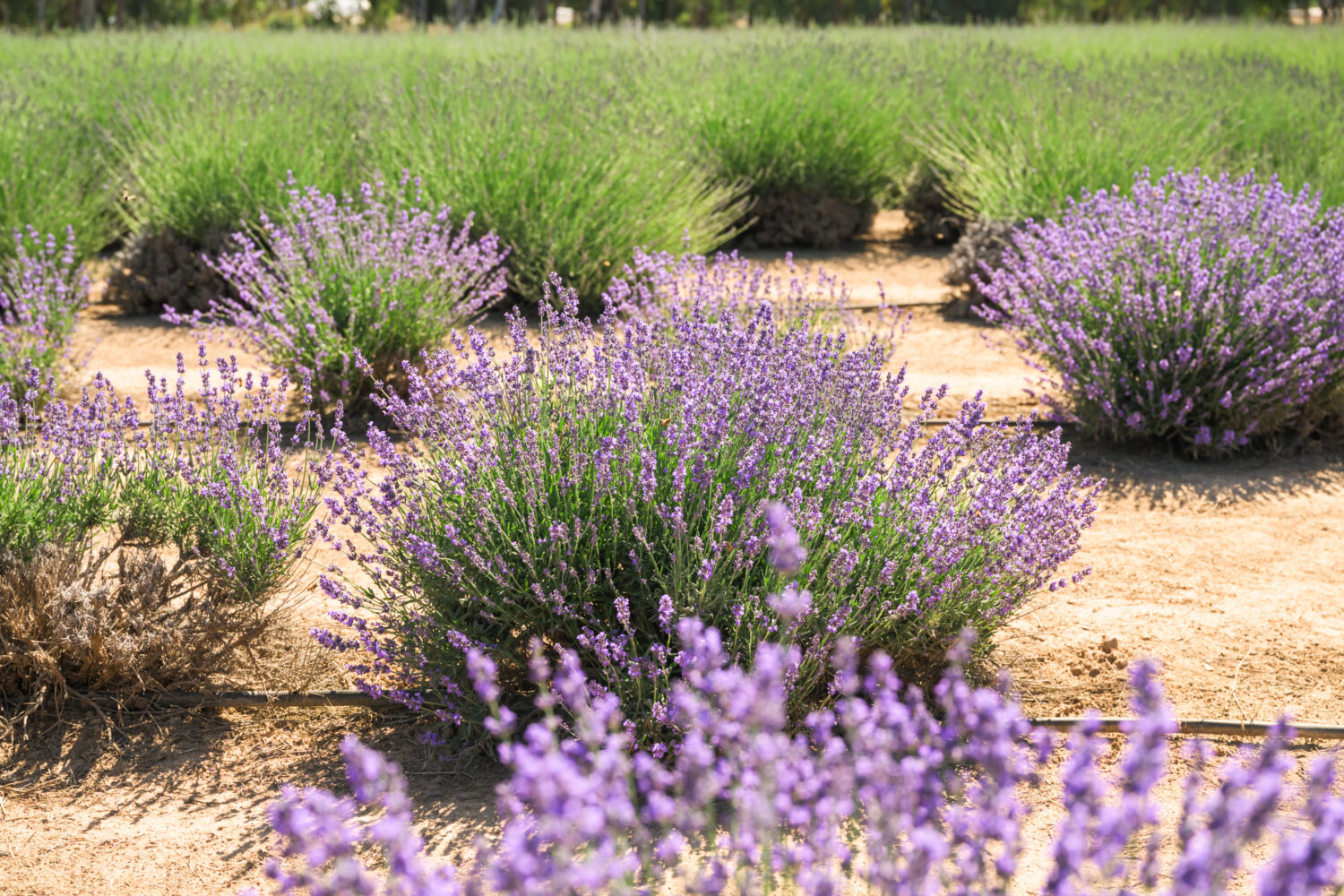 lavender bushes at Lavender Fresh Farm