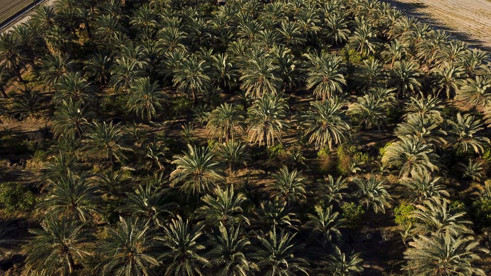 Aerial view of a date ranch.