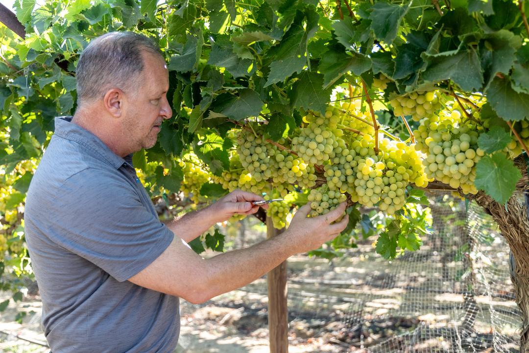Jim Beagle inspecting Cotton Candy grapes in the vineyard