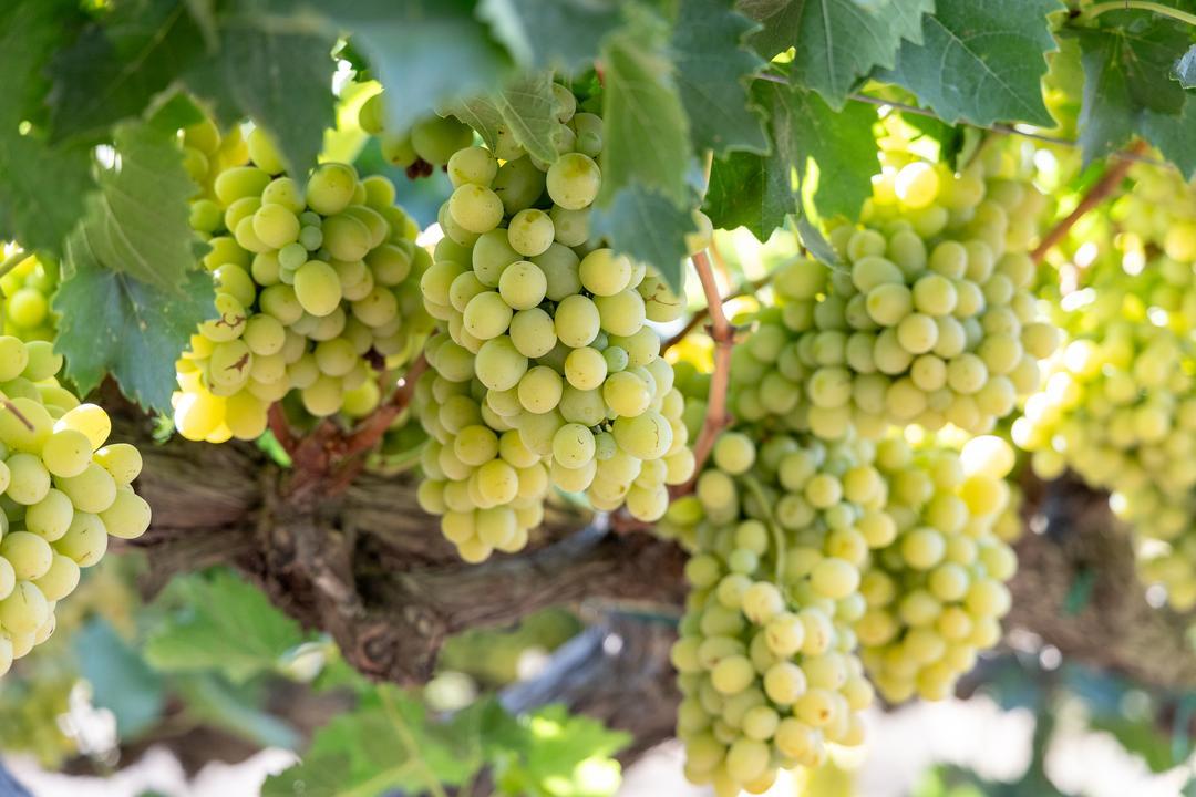 Cotton Candy grapes on the vine