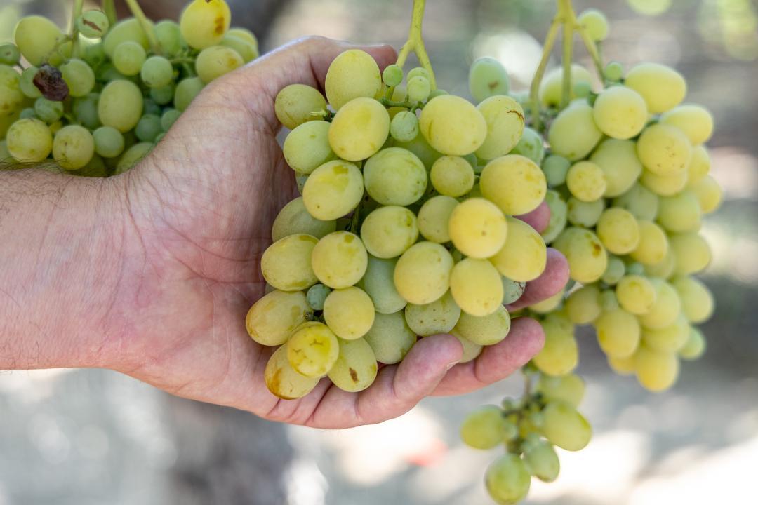 Hand holding Cotton Candy grapes in the vineyard