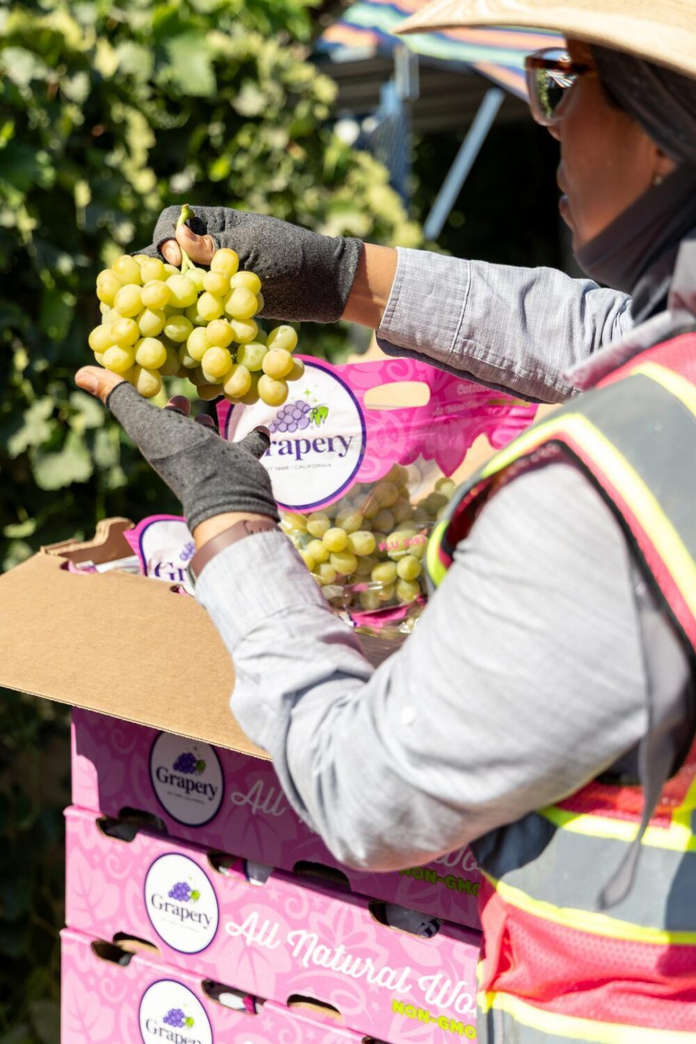 harvest team inspecting freshly picked Cotton Candy grapes