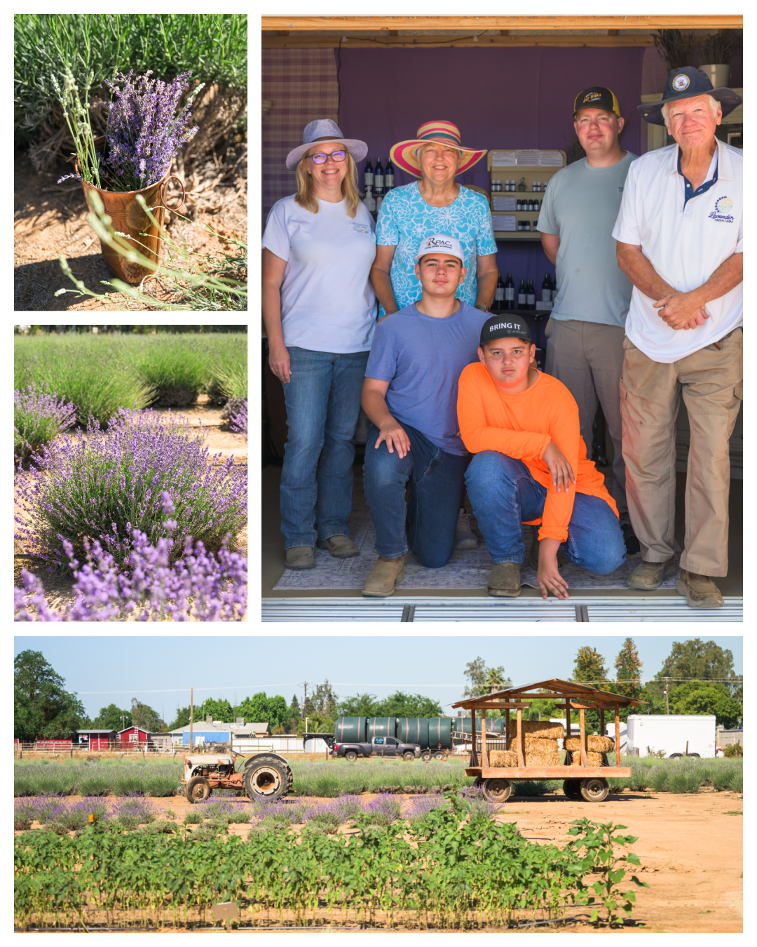 Stop and Smell the Flowers at Lavender Fresh Farm