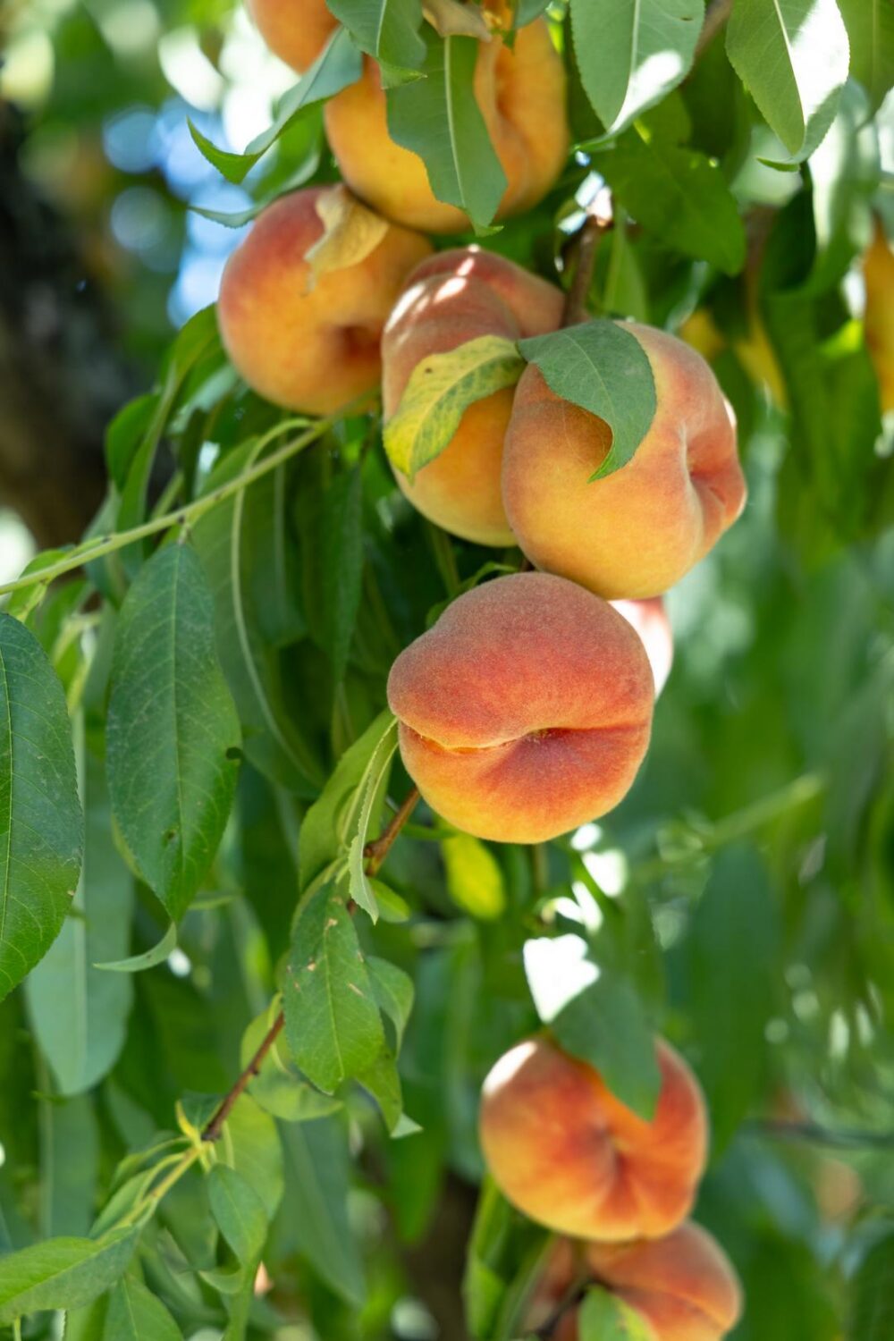 stone fruit on the tree at Sweet Girl Farms
