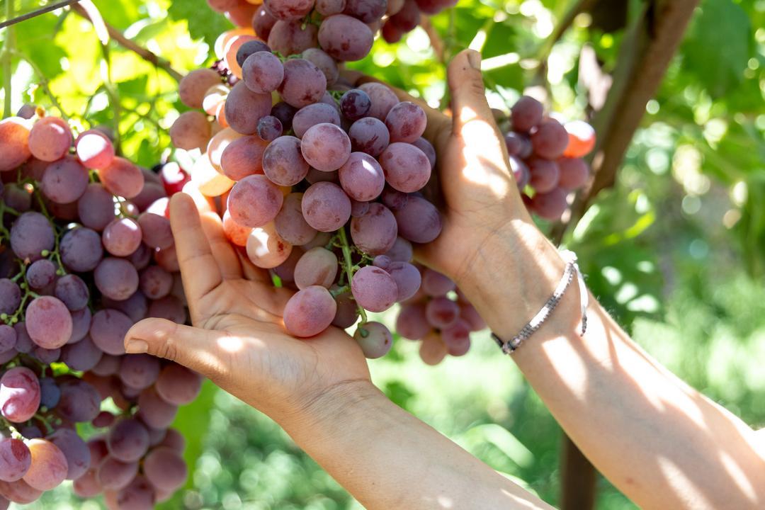 hands holding grapes at Sweet Girl Farms